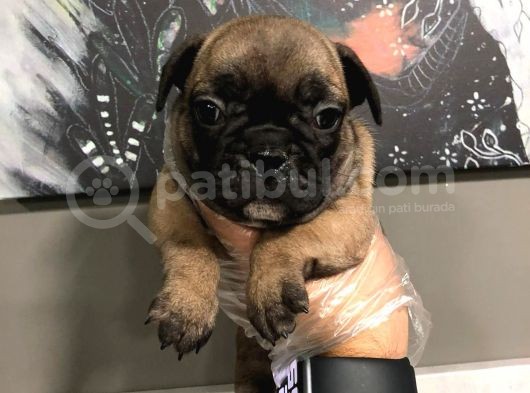 French Bulldog Yavruları görsel