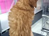 Mi̇ni̇k Toy Poodle Yavrular