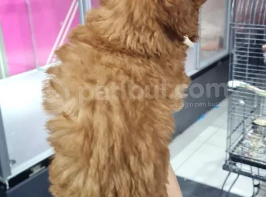Mi̇ni̇k Toy Poodle Yavrular