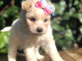 Xsmall Maltipoo Yavrularımız