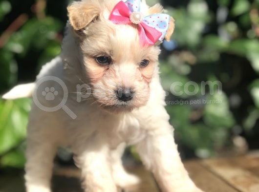 Xsmall Maltipoo Yavrularımız görsel