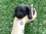 Anne Altından Si̇lver Toy Poodle