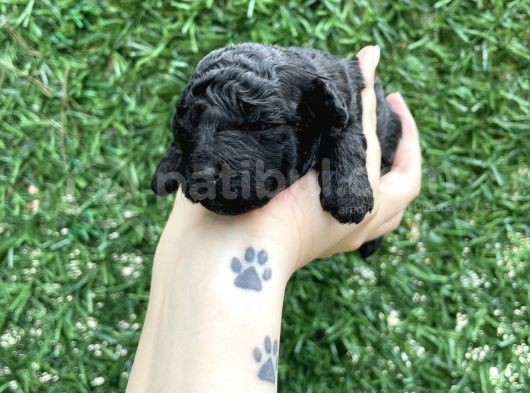 Anne Altından Si̇lver Toy Poodle görsel