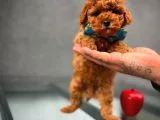 En Iyi Kalıte Tcup  Toy Poodle Yavrularımız