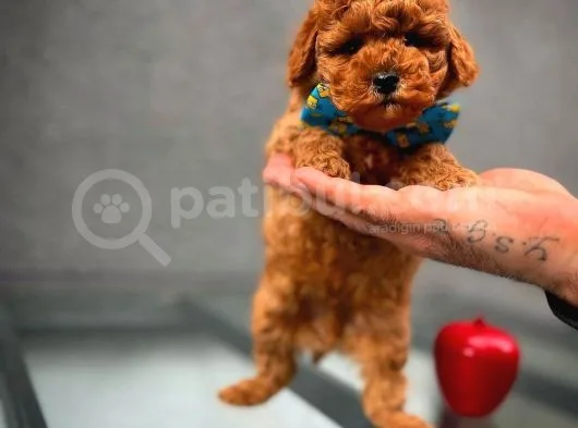 En Iyi Kalıte Tcup  Toy Poodle Yavrularımız