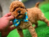 En Iyi Kalıte Tcup  Toy Poodle Yavrularımız