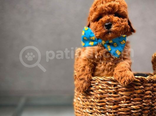 En Iyi Kalıte Tcup  Toy Poodle Yavrularımız görsel