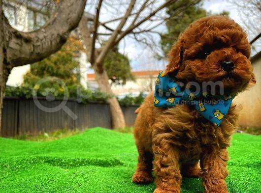 En Iyi Kalıte Tcup  Toy Poodle Yavrularımız görsel