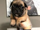 French Bulldog Yavruları