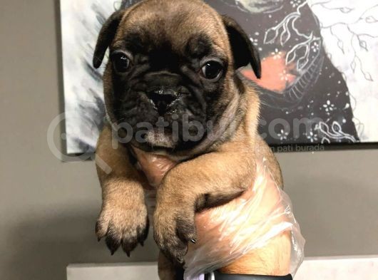 French Bulldog Yavruları görsel