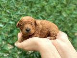 Anne Altından Red Toy Poodle