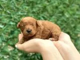 Anne Altından Red Toy Poodle