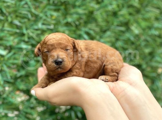 Anne Altından Red Toy Poodle görsel