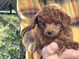 Dark Red Brown Tea Cup Toy Poodle / Erkek