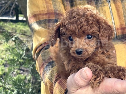 Dark Red Brown Tea Cup Toy Poodle / Erkek görsel