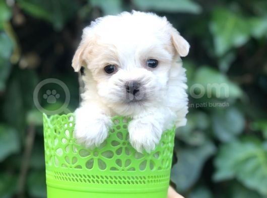 Dizayn Irk Maltipoo Yavrular görsel