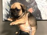 French Bulldog Yavruları