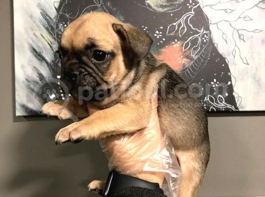 French Bulldog Yavruları görsel