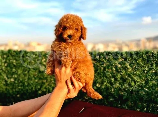 2 Aylik Erkek Ve Di̇şi̇ Toy Poodle'Lar