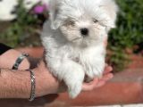 0 Burun Tea Cup Maltese Terrier / Erkek
