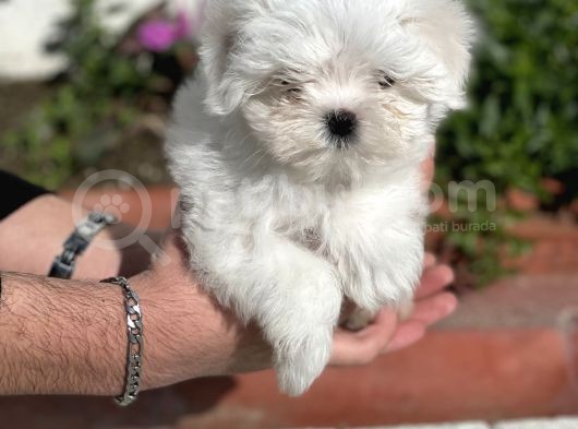 0 Burun Tea Cup Maltese Terrier / Erkek görsel