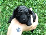 Anne Altından Si̇lver Toy Poodle