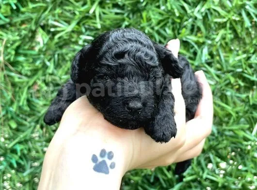 Anne Altından Si̇lver Toy Poodle