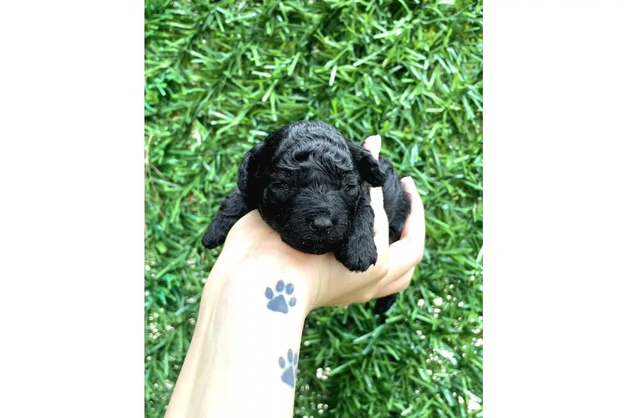 Anne Altından Si̇lver Toy Poodle