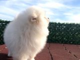 3 Aylik Erkek Pomerani̇an Boo