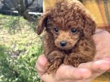 Dark Red Brown Tea Cup Toy Poodle / Erkek