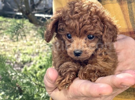 Dark Red Brown Tea Cup Toy Poodle / Erkek görsel