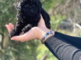 Black Color / Di̇şi̇ / Toy Poodle Yavrulari