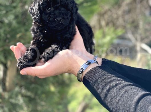 Black Color / Di̇şi̇ / Toy Poodle Yavrulari görsel