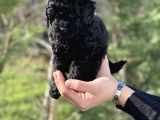 Black Color / Di̇şi̇ / Toy Poodle Yavrulari