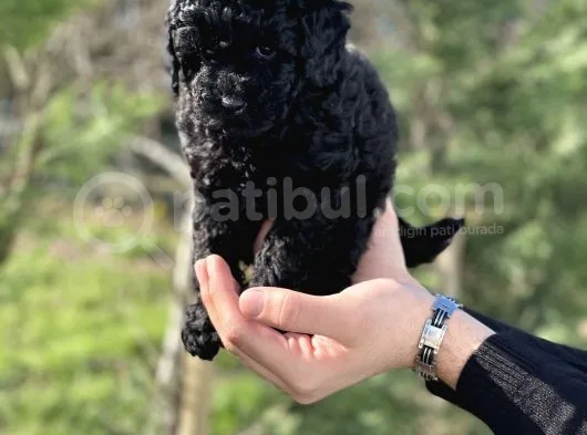 Black Color / Di̇şi̇ / Toy Poodle Yavrulari