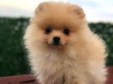 3 Aylik Di̇şi̇ Pomerani̇an Boo