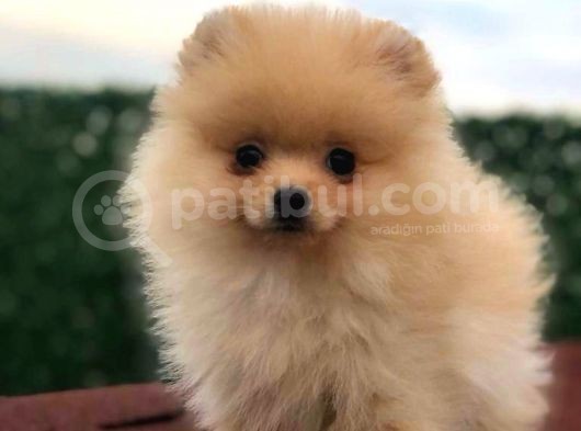 3 Aylik Di̇şi̇ Pomerani̇an Boo görsel
