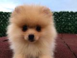 3 Aylik Di̇şi̇ Pomerani̇an Boo