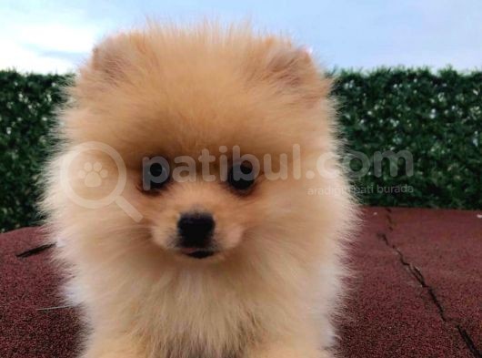 3 Aylik Di̇şi̇ Pomerani̇an Boo görsel