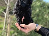 Black Color / Di̇şi̇ / Toy Poodle Yavrulari