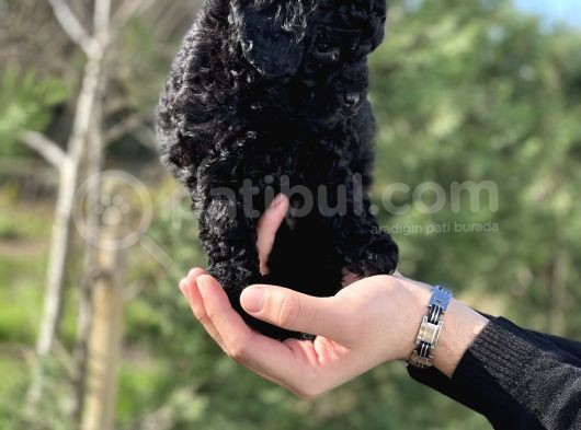 Black Color / Di̇şi̇ / Toy Poodle Yavrulari görsel