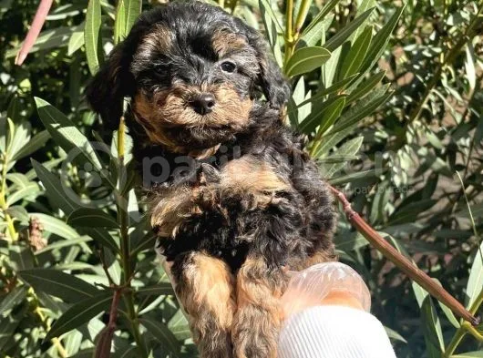 Satilik Muhteşem Poodle Yavrulari