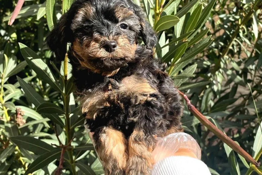 Satilik Muhteşem Poodle Yavrulari