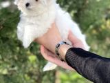 0 Burun Tea Cup Maltese Terrier / Erkek