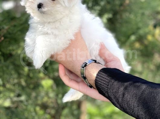 0 Burun Tea Cup Maltese Terrier / Erkek görsel