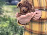 Dark Red Brown Tea Cup Toy Poodle / Erkek