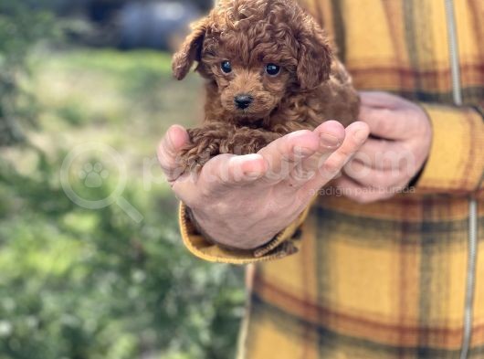 Dark Red Brown Tea Cup Toy Poodle / Erkek görsel