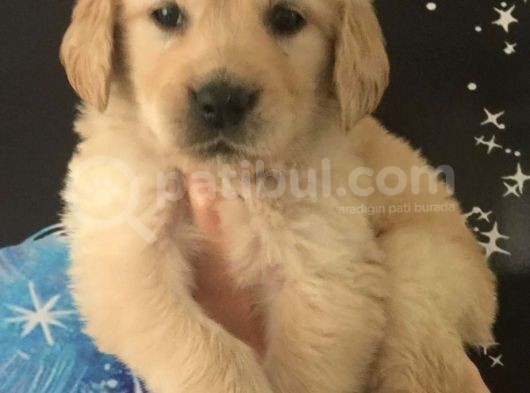 Golden Retti̇ever görsel