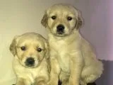 Golden Retti̇ever