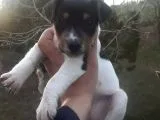 Jack Russel Bebekler